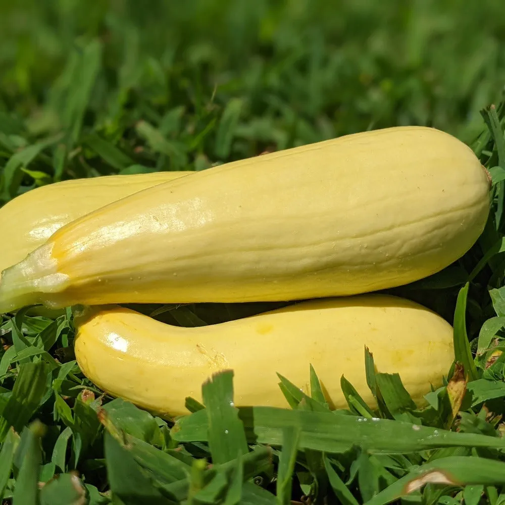 Epic Gardening Chiffon Summer Squash Seeds High-Yield