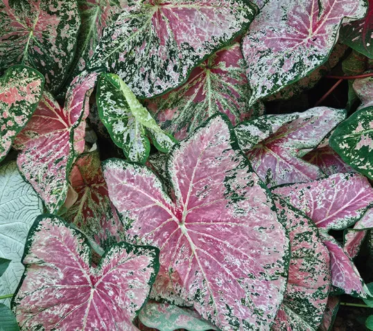 Brent & Becky's Bulbs Ballet Slippers Caladium Tubers No.1