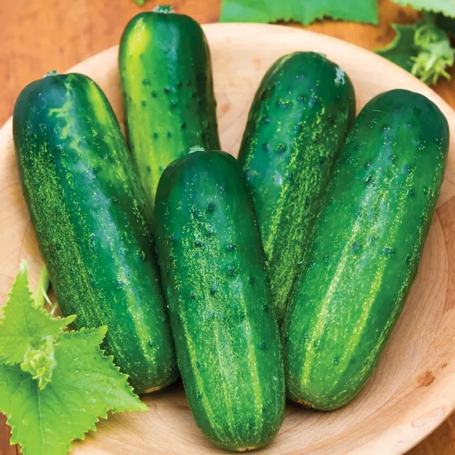 Burpee Supremo Cucumber Seeds Pickling