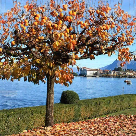 Epic Gardening Fuyu Persimmon Fruit Tree