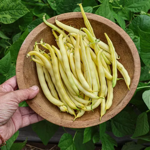 Pinetree Garden Seeds Pencil Pod Bush Bean Seeds 1 Oz Heirloom