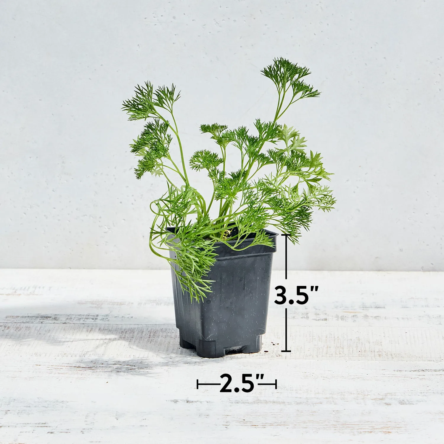 Burpee Green Dream Parsley Herb