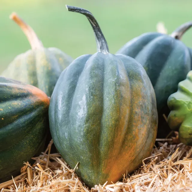 Burpee Early Acorn Winter Squash Seeds Sweet