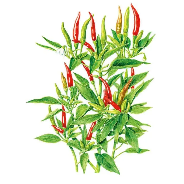 Epic Gardening Thai Hot Pepper Seeds Very Hot