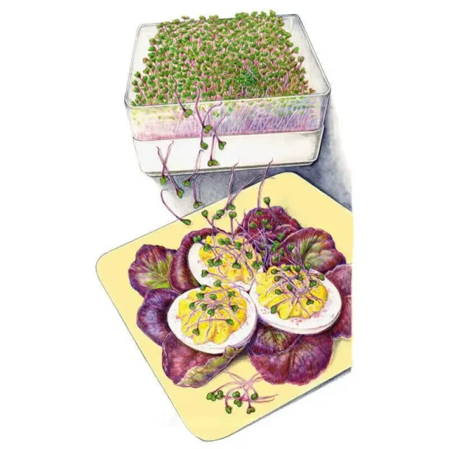 Purple Kohlrabi Sprouts Seeds Organic Large Packet