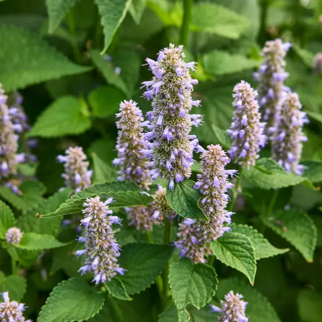 Burpee Anise Hyssop Herb Seeds and Plants