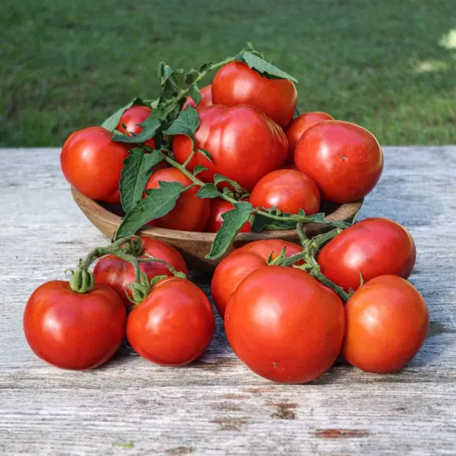 Pinetree Oregon Spring Tomato Seeds 25 Pack Slicing