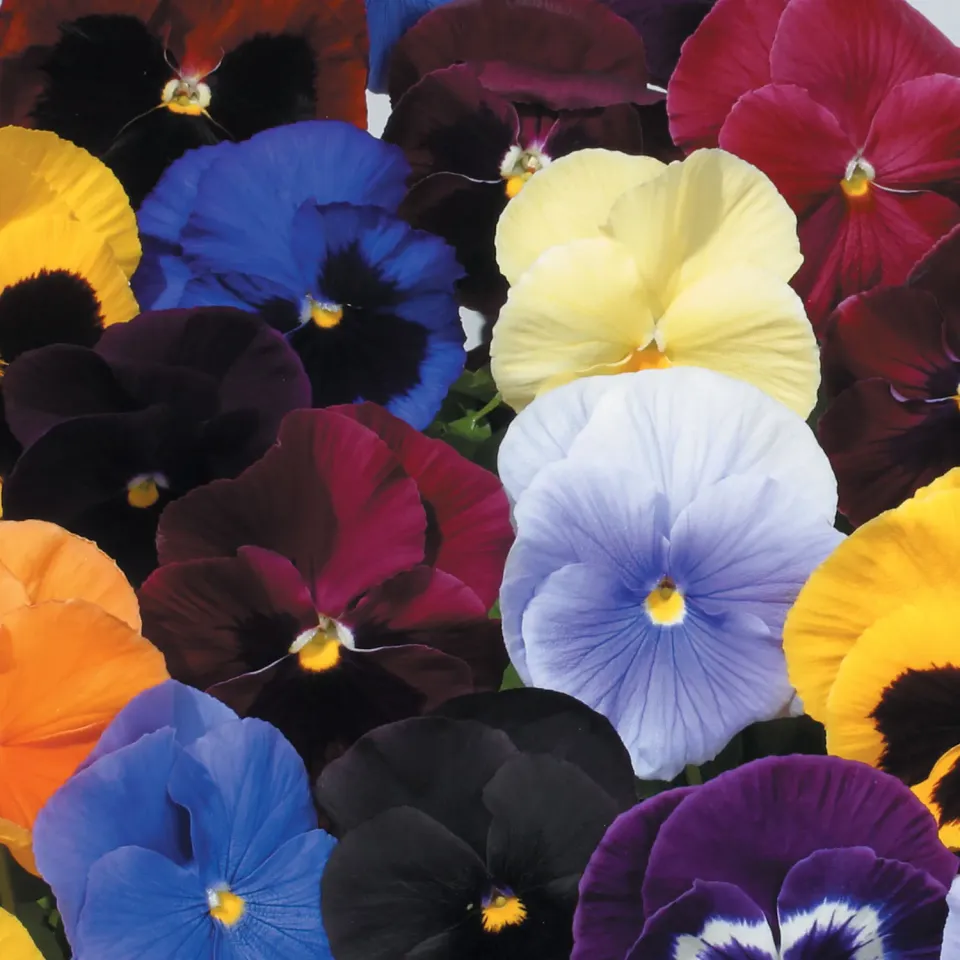 Burpee Atlas Mix Pansy Flower Seeds Winter Hardy
