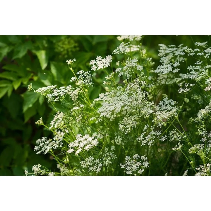 Pinetree Garden Seeds Caraway Herb Seeds 100 Seeds Biennial