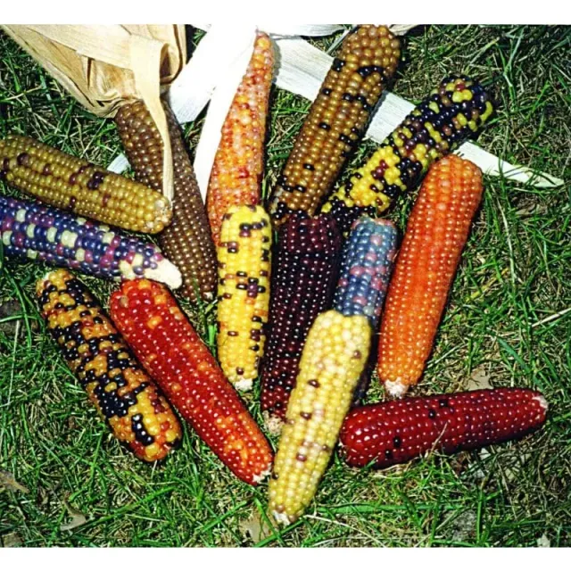 Pinetree Mini Colored Popcorn Popcorn Seeds 100 Seeds