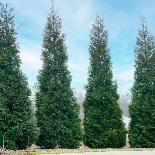 Epic Gardening American Pillar Thuja Evergreen