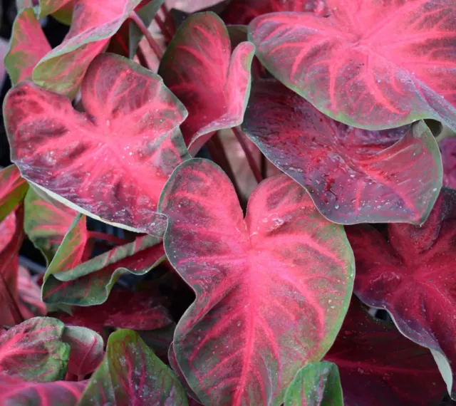 Brent & Becky's Bulbs Caladium Rio Summer tuber tissue culture