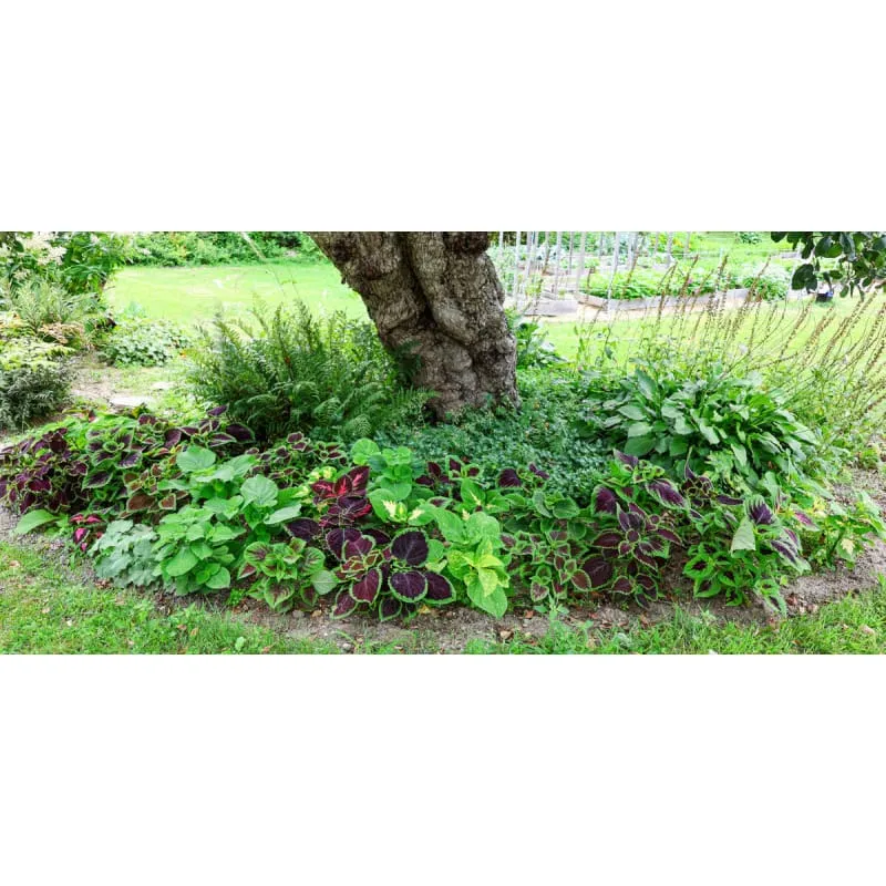 Pinetree Garden Seeds Rainbow Mix Coleus Flower Seeds 100 Seeds