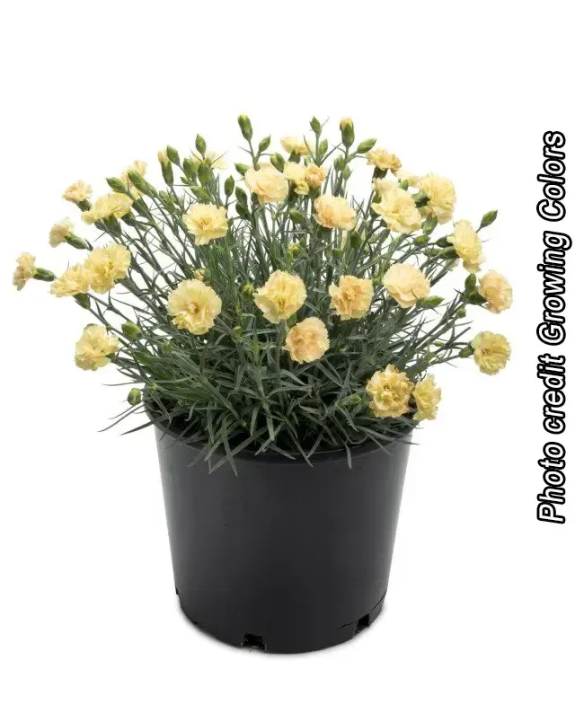 Brent & Becky's Bulbs Hello Yellow Dianthus Plant