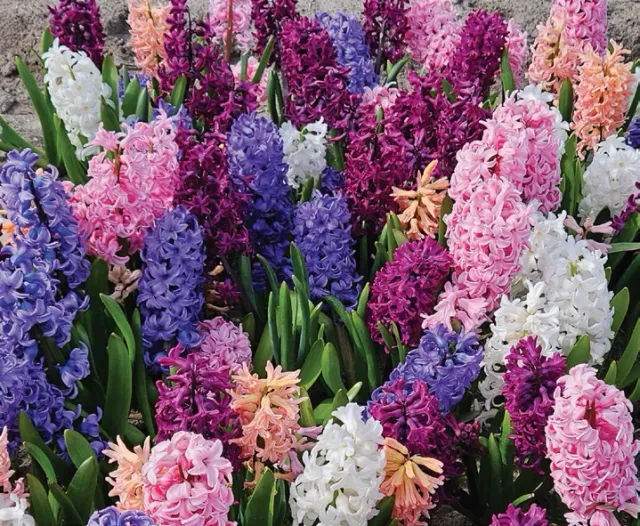 Brent & Becky's Orientalis Mixture Hyacinth Bulbs