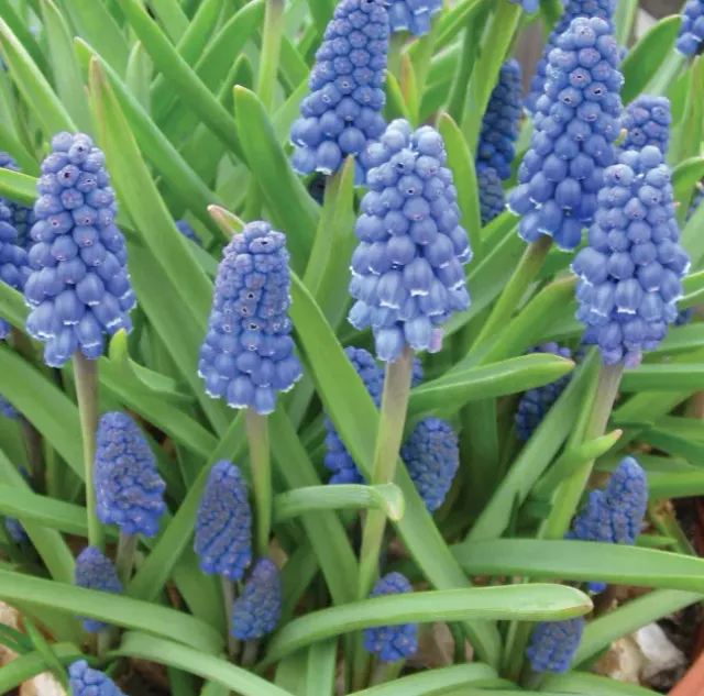Brent & Becky's Bulbs Muscari Armeniacum Grape Hyacinth Blue