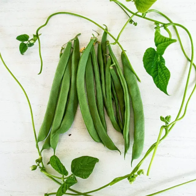 Pinetree Garden Seeds 1500 Year Old Cave Pole Bean Seeds 50 Seeds Heirloom