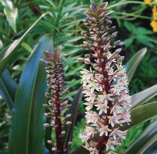 Brent & Becky's Bulbs Eucomis Sparkling Burgundy pineapple lily