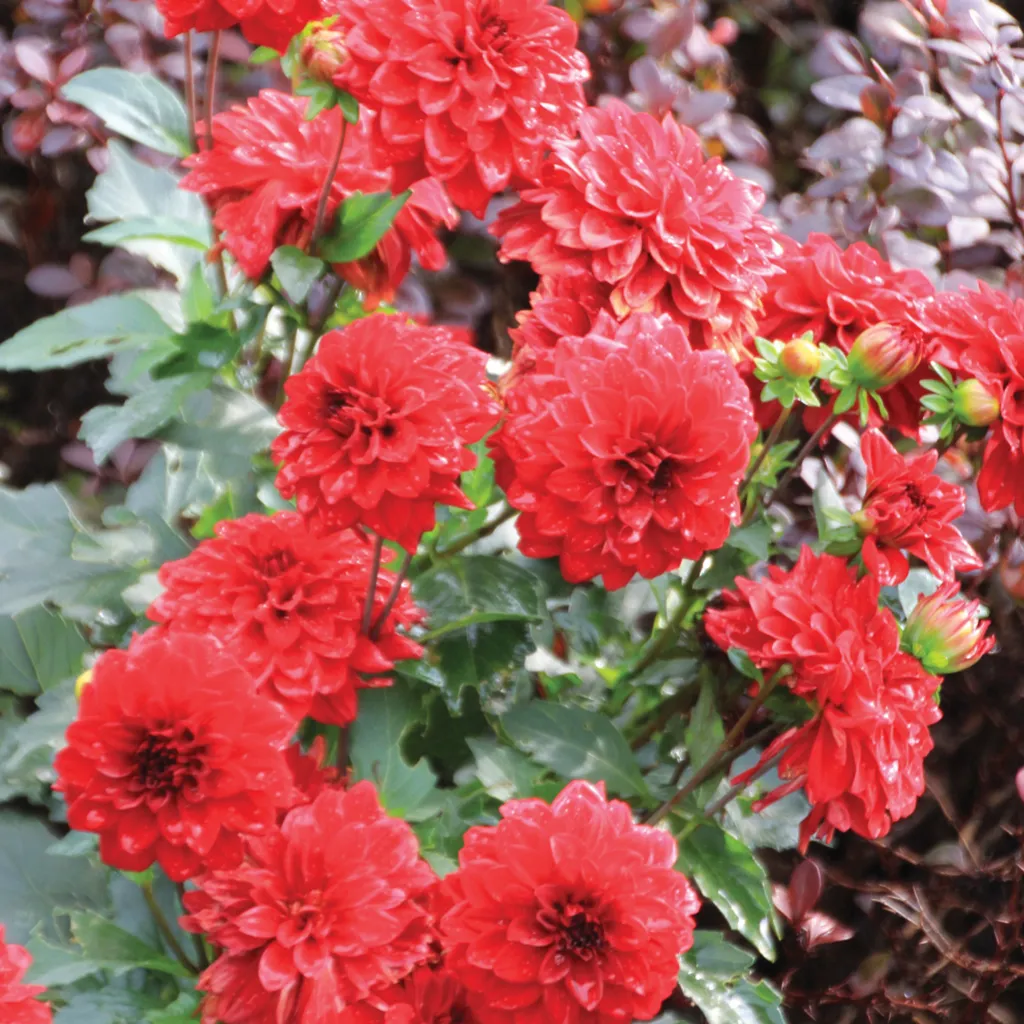 Brent & Becky's Bulbs Gallery Singer Dahlia Tubers Compact