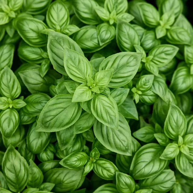 Burpee Monteverde Late Flowering Basil Seeds