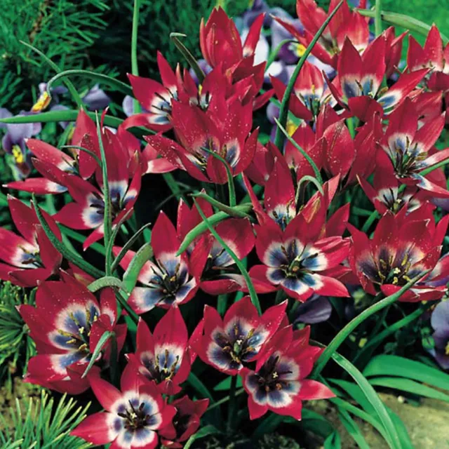 Burpee Little Beauty Tulip Bulbs 15 Bulbs Magenta