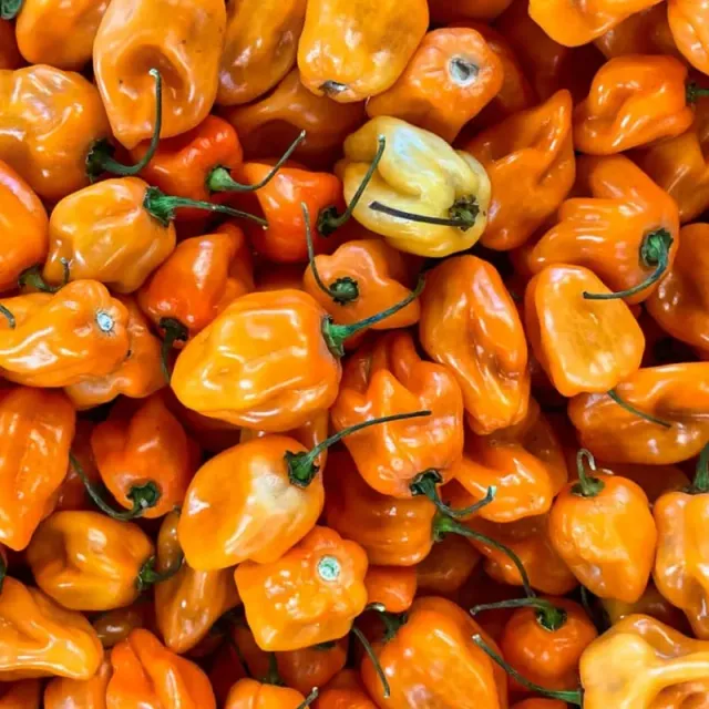 Pinetree Special Habanero Pepper Mix Seeds 20 Count Very Hot