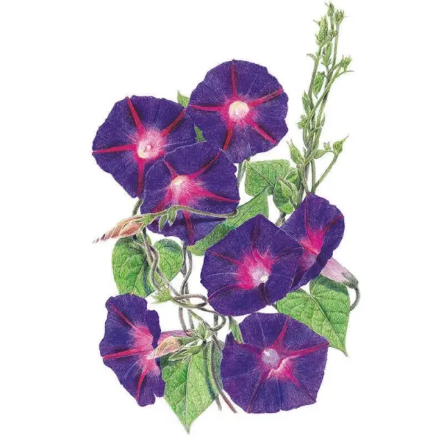 Epic Gardening Grandpa Ott's Morning Glory Seeds