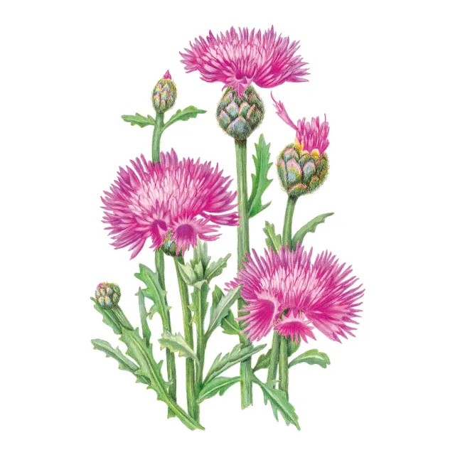 Epic Gardening Imperialis Graciosa Sweet Sultan Seeds Mix