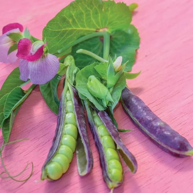 Burpee Sugar Magnolia Snap Pea Seeds Purple Pods