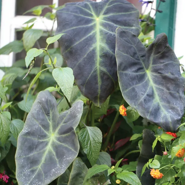 Brent & Becky's Bulbs Colocasia antiquorum ‘Black Beauty’™ tropical plant