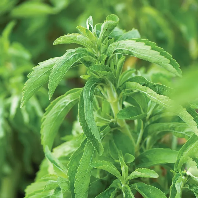Burpee Sweet Leaf Stevia Herb Seeds Sweet Leaves