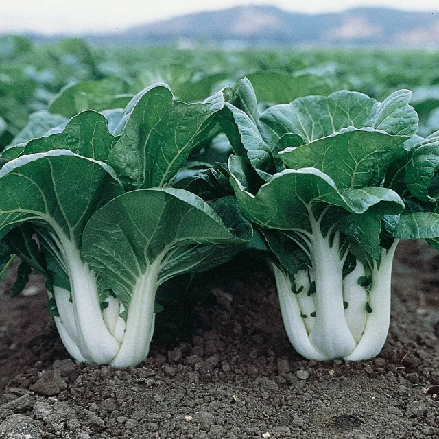 Burpee Joi Choi Pak Choi Seeds Bok Choy