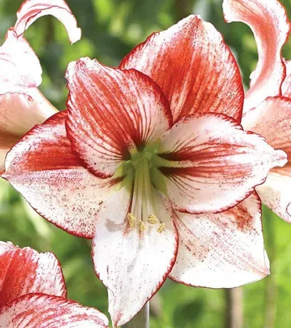 Brent & Becky's Bulbs Hippeastrum Table Dance amaryllis
