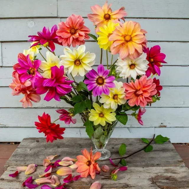 Pinetree Garden Seeds Giant Hybrid Mix Dahlia Flower Seeds 25 Seeds Cut Flowers