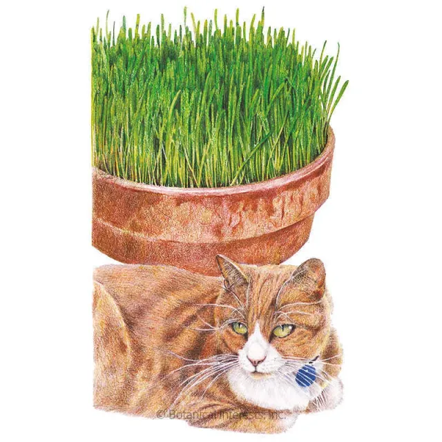 Epic Gardening Cat Grass seeds indoor digestion
