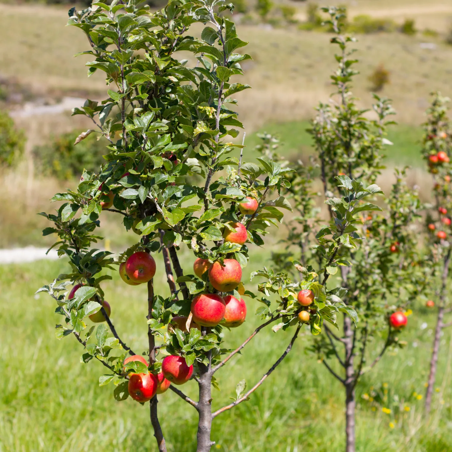Epic Gardening Apple Orchard Apple Trees 4-Pack Cross-Pollination
