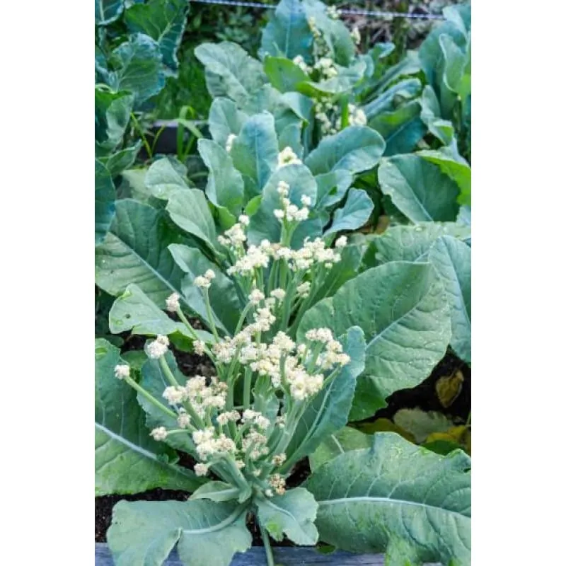 Pinetree Garden Seeds Fioretto 60 Cauliflower Seeds 30 Pack Hybrid