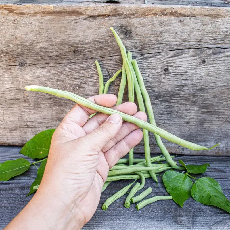 Pinetree Garden Seeds Fortex Pole Bean Vegetable Seeds 25 Seeds 60 Days