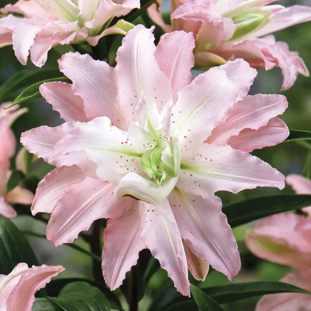 Burpee Oriental Soft Music lily bulb, fragrant