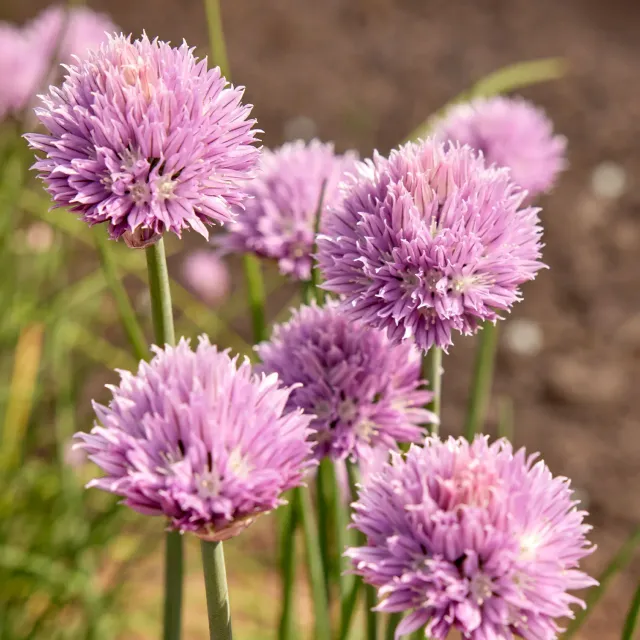 Burpee Dolores Chives Herb Perennial