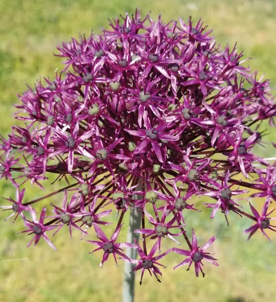 Brent & Becky's Bulbs Alliums Miami ornamental onion bulbs