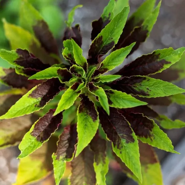 Pinetree Garden Seeds Splendens Perfecta Amaranth Seeds 50 Full Sun