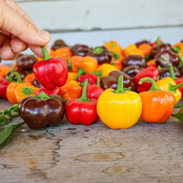Pinetree Mini Belle Blend Pepper pepper seeds 20 seeds sweet