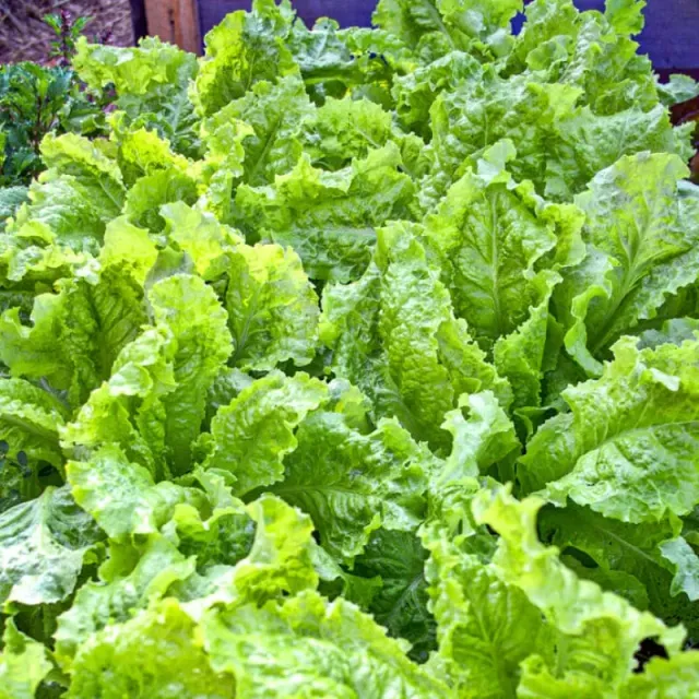 Pinetree Garden Seeds Australian Yellow Lettuce Seeds 300 Seeds