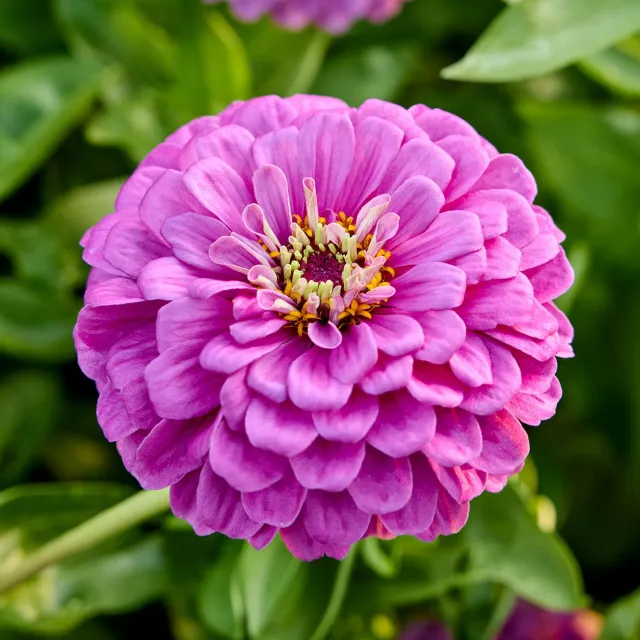 Burpee Purple Prince Zinnia Seeds 50 Seeds Rose-Purple