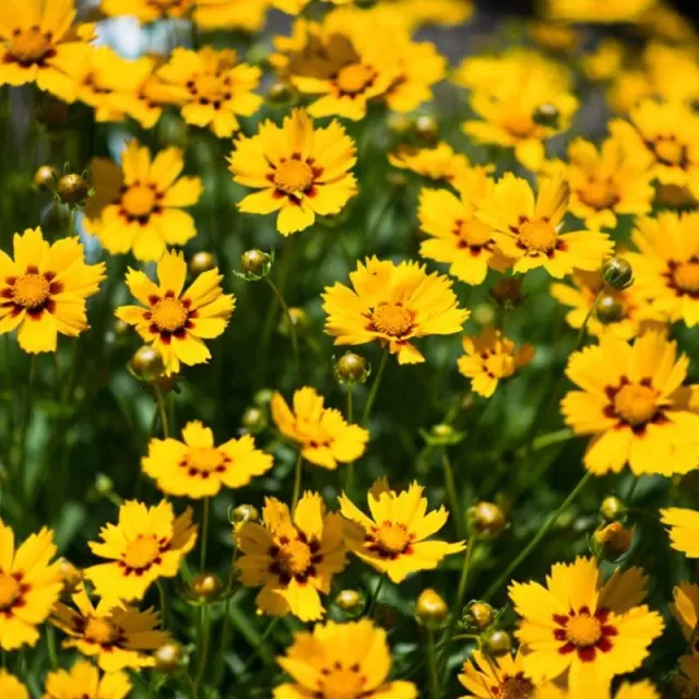 Pinetree Garden Seeds Baby Sun Coreopsis Flower Seeds 100 Pack Perennial