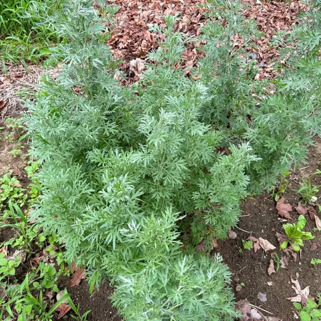 Pinetree Garden Seeds Wormwood Herb Seeds 300 Count Perennial