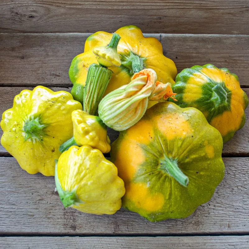 Pinetree Garden Seeds Y-Star Summer Squash Seeds 10 Seeds Organic