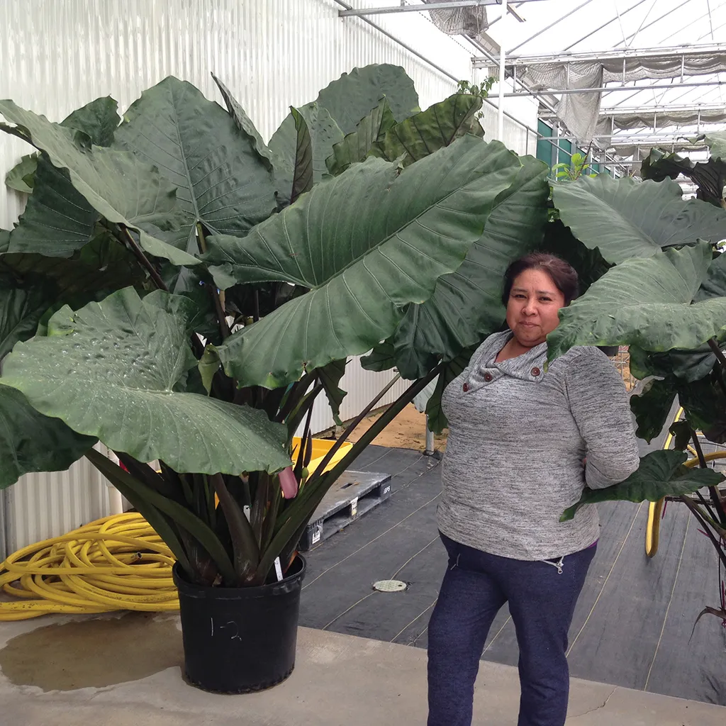 Brent & Becky's Bulbs Alocasia Sumo Tropical Plant 4 in Pot