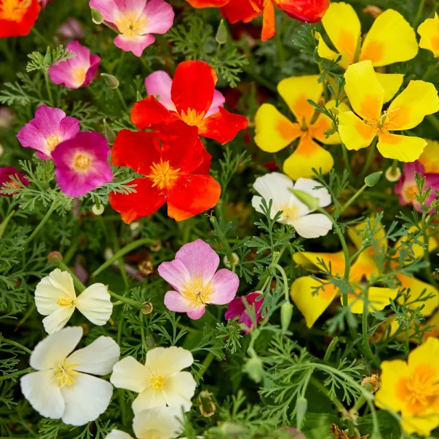 Burpee Sunset Mixed Colors California Poppy Seeds 500 Pack